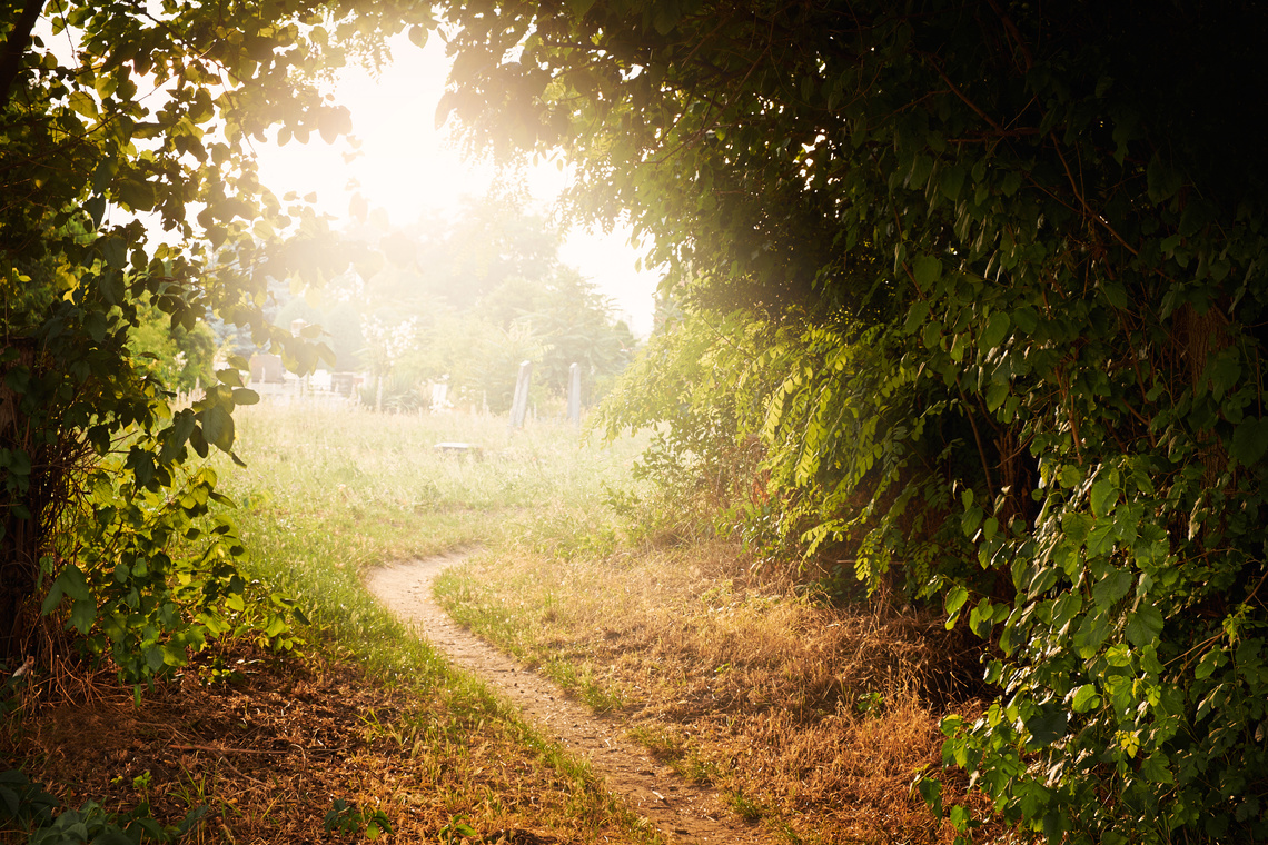 Pathway with Trees